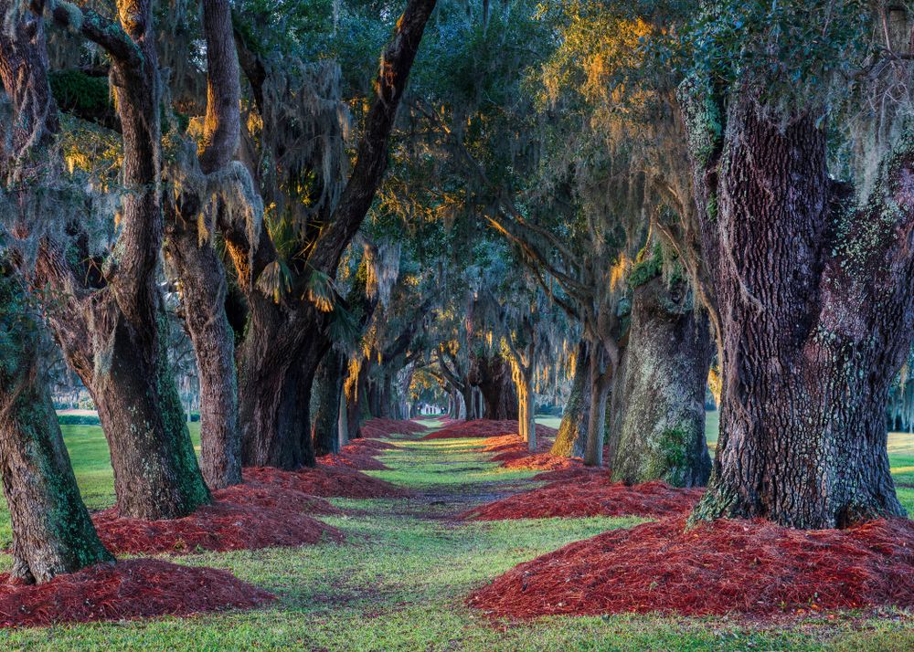 Pathway covered by oak trees on both the sides at The Lodge in Sea Island