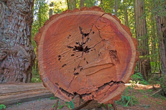 An old wood piece at Stout Grove