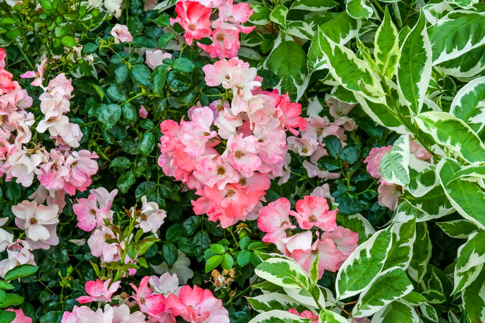 Beautiful pink colored flowers at The Village