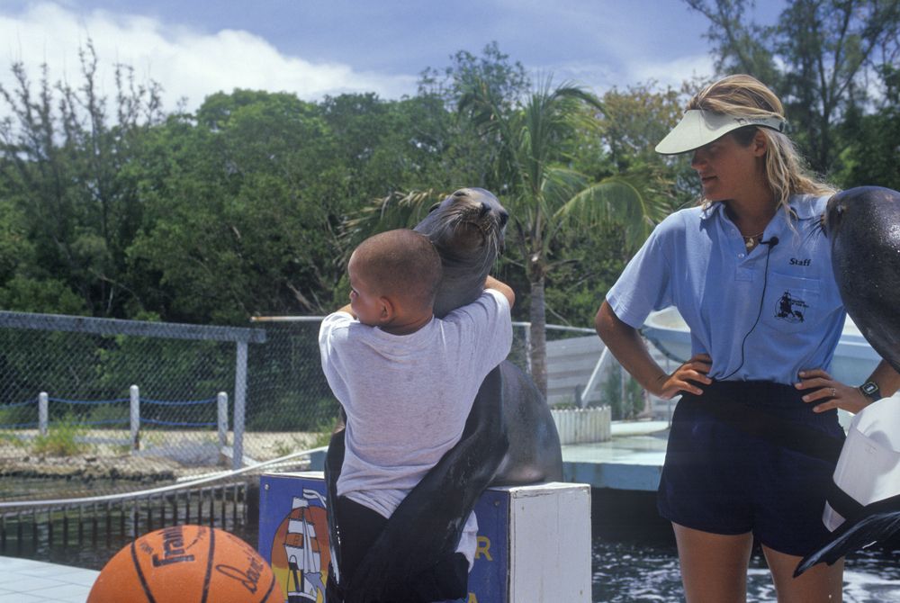 Sea Lion at Theater of the Sea