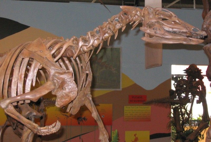 Dinosaur skeleton in Rocky Mountain Dinosaur Resource Center