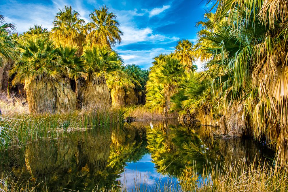 Scenic view of Thousand Palms Oasis Preserve