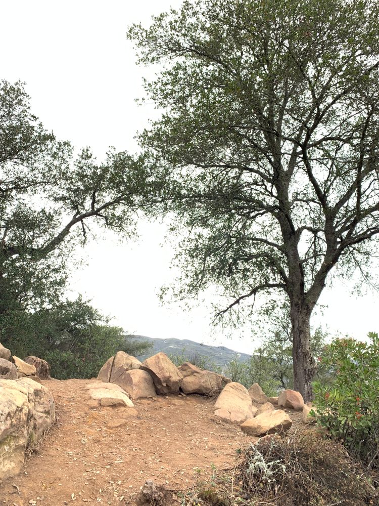 Trail at Three Bridges Oak Preserve