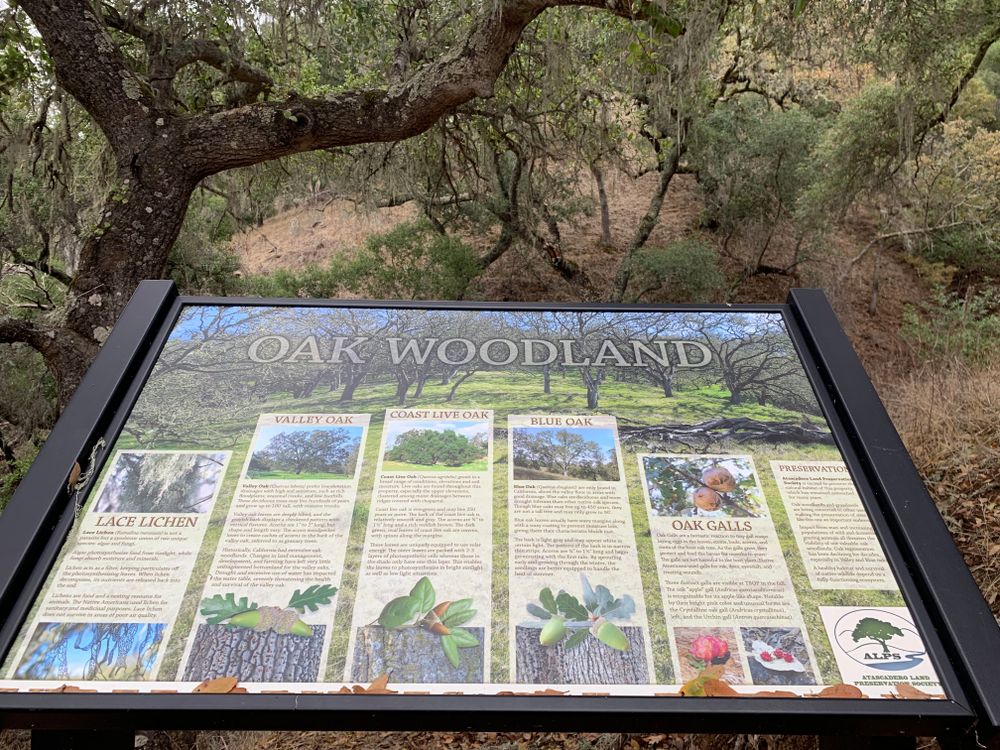 Information board about trees at Three Bridges Oak Preserve