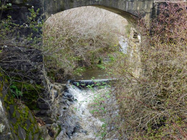 Creek flowing through the Tilden Regional Park