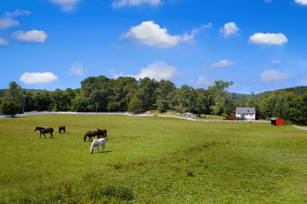 Horse grazing at Tilly Foster Farm