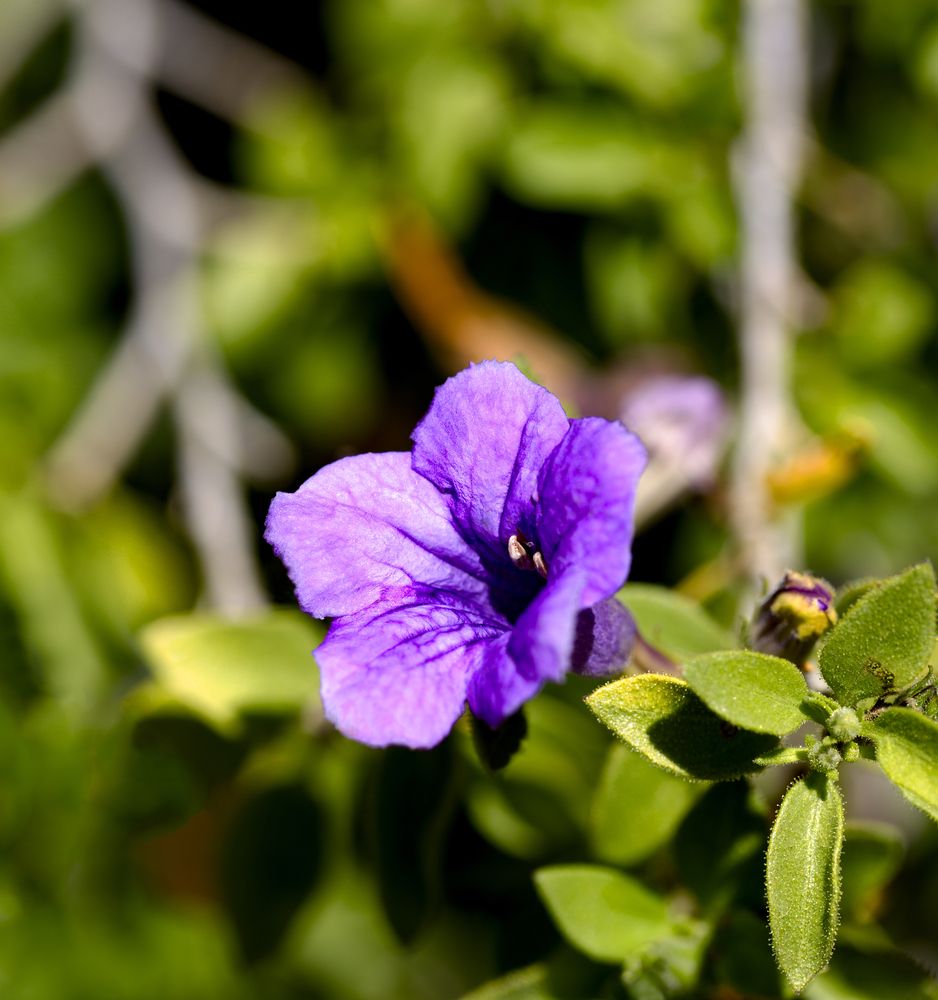 Pretty flowers at Tohono Chul
