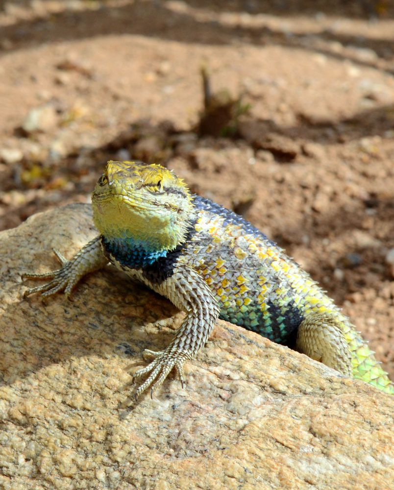 Lizard at Tohono Chul