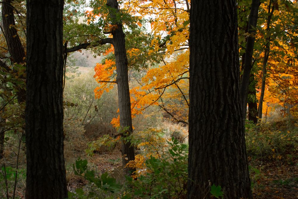 View of Trees at Bowen Park