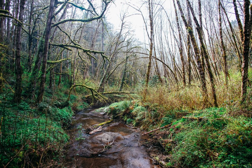 Creek flowing through the Tryon Creek State Natural Area