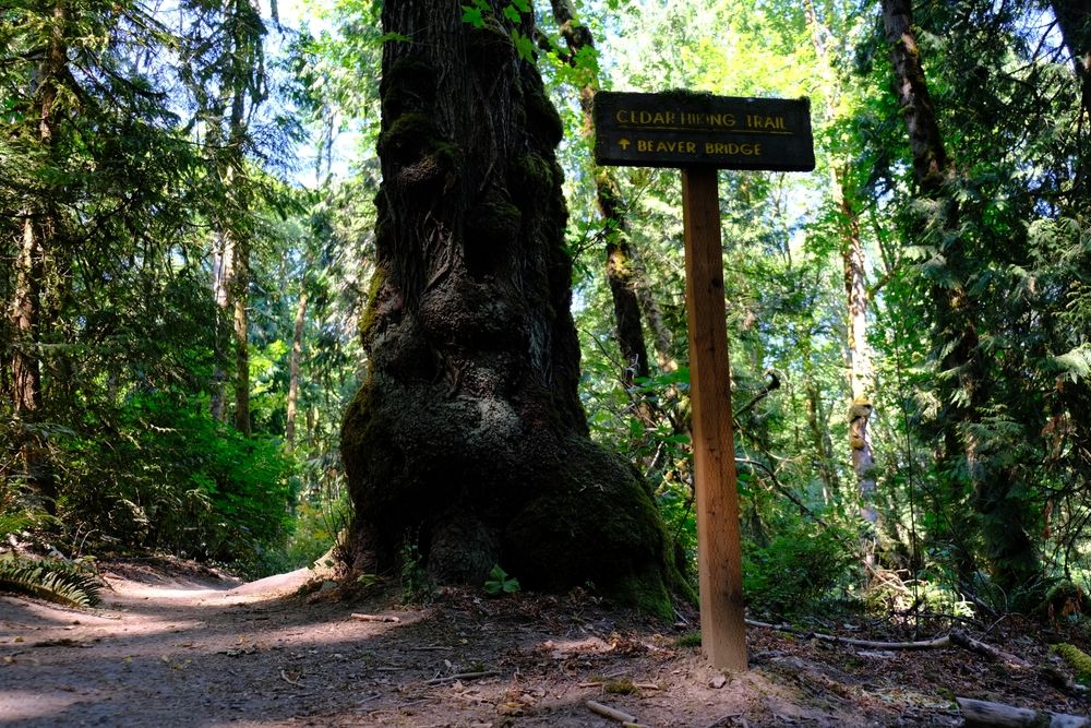 Hiking trail at Tryon Creek State Natural Area