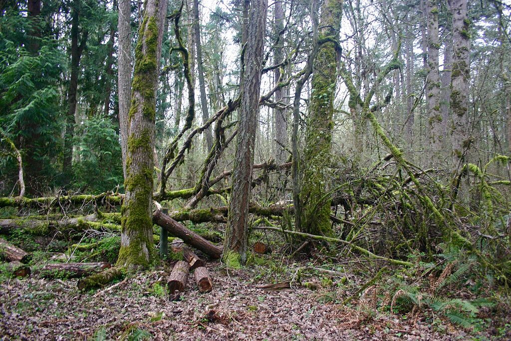 Tall trees at Tualatin Hills Nature Reserve