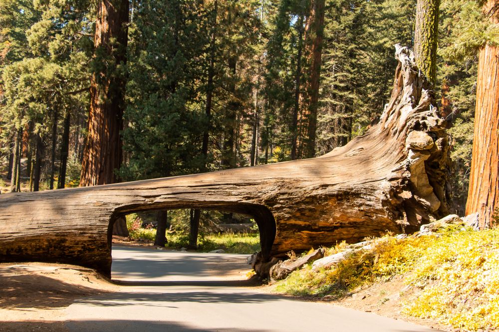 View of the Tunnel Log