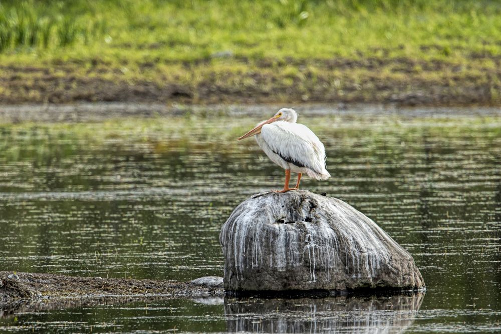 Pelican resting on a rock at Turnbull National Wildlife Refuge