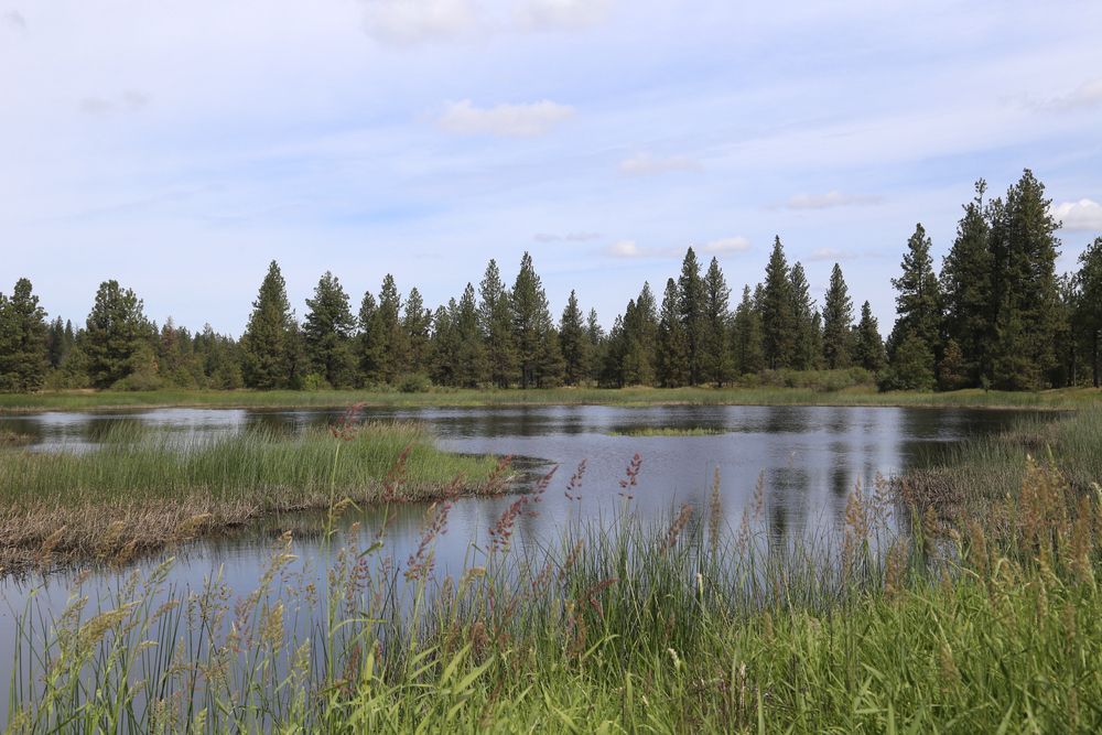 Landscape of Turnbull National Wildlife Refuge