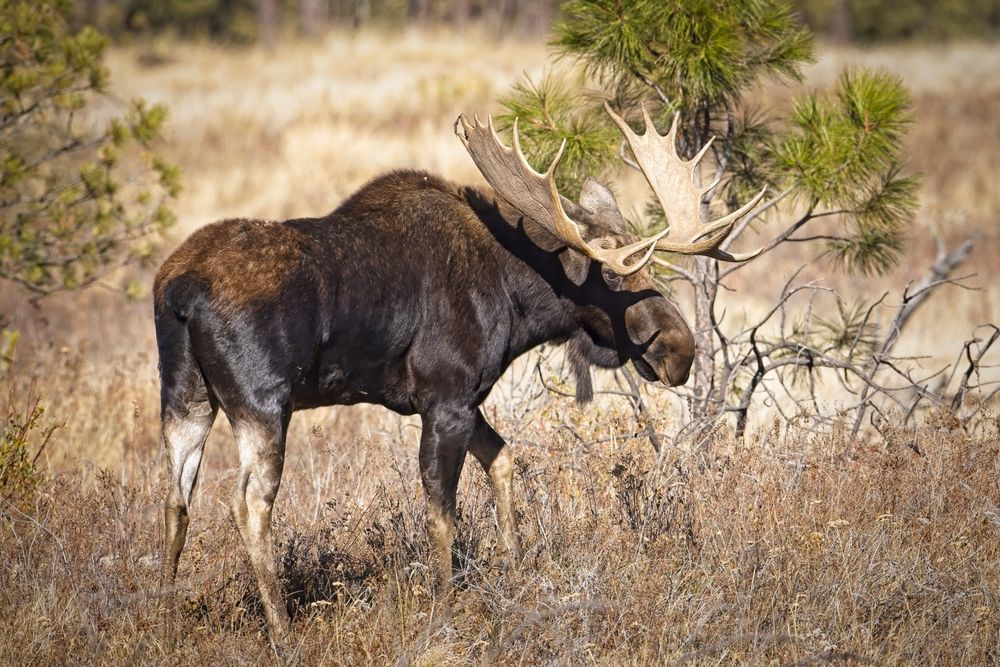 Bull Moose at Turnbull National Wildlife Refuge