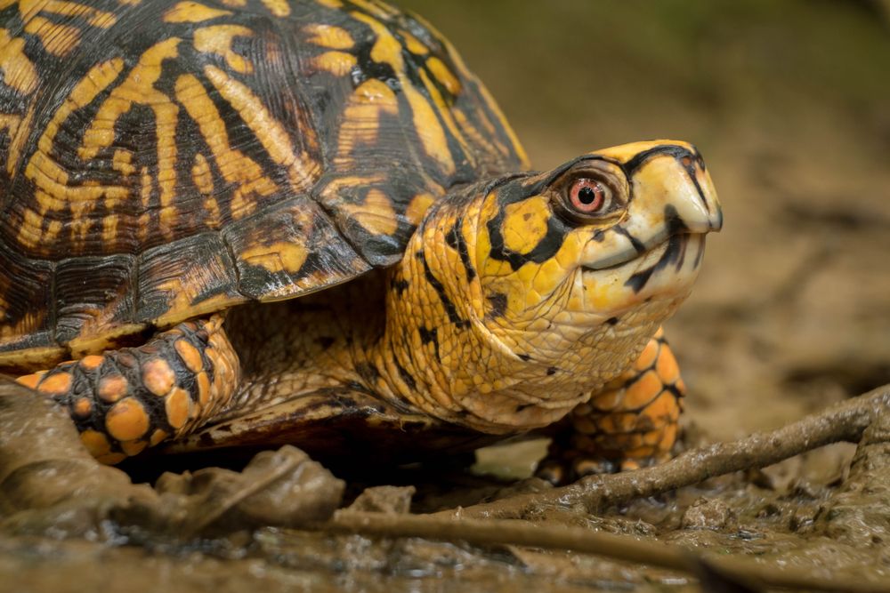 Turtle at Barfield Crescent park
