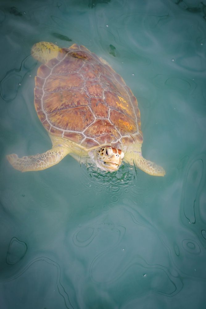 Beautiful sight of a turtle swimming and peeping out on the surface of the water at Turtle Hospital