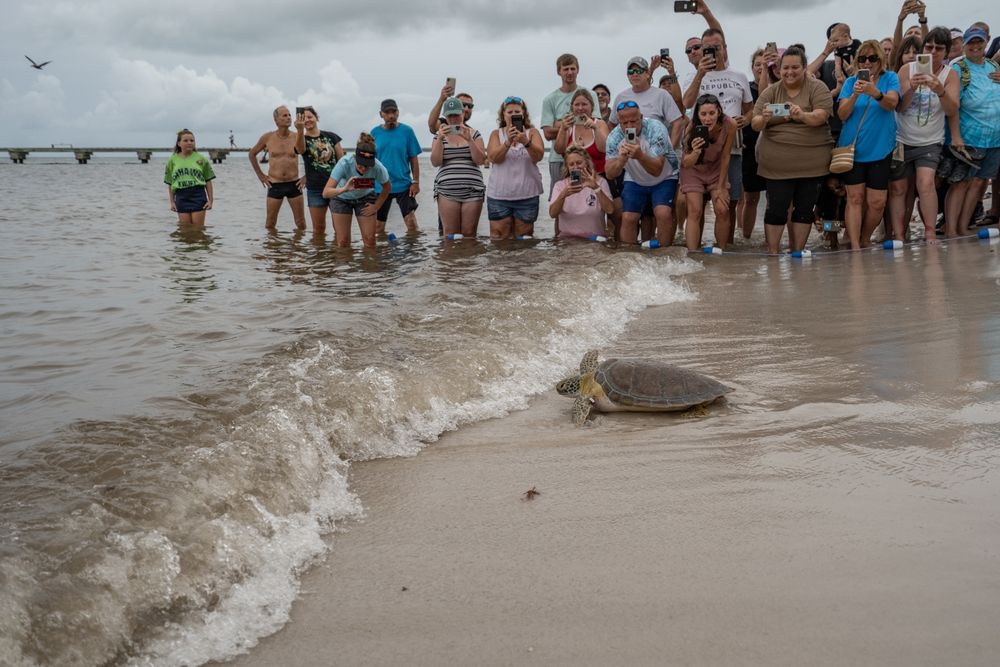 People cheering for the turtle which is entering the ocean after its treatment at Turtle Hospital
