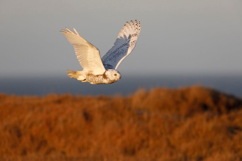 A snow owl flying over Utqiagvik