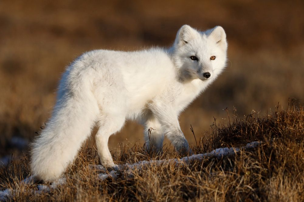 An arctic fox at Utquiagvik