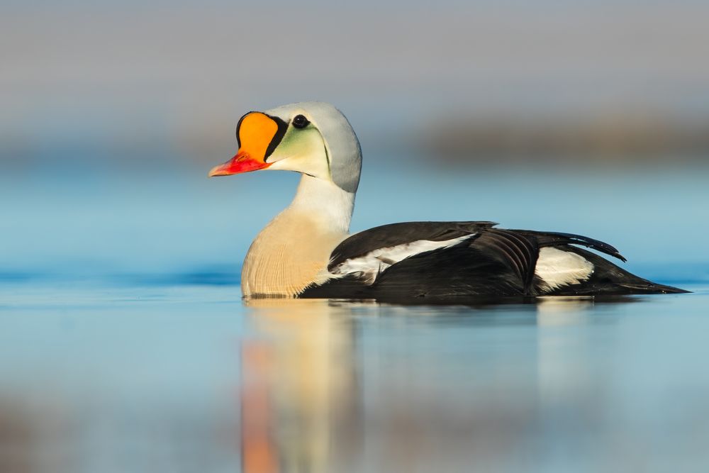 A male king eider on Utquiaqvik's water