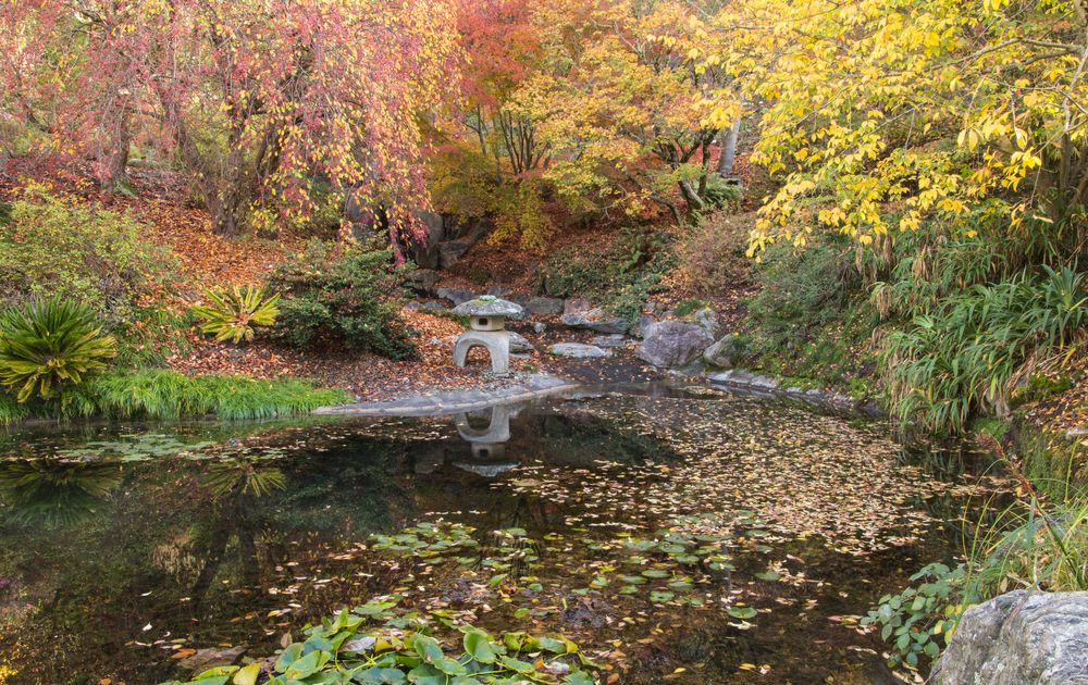 Gorgeous pond at UC Berkeley Botanical Garden