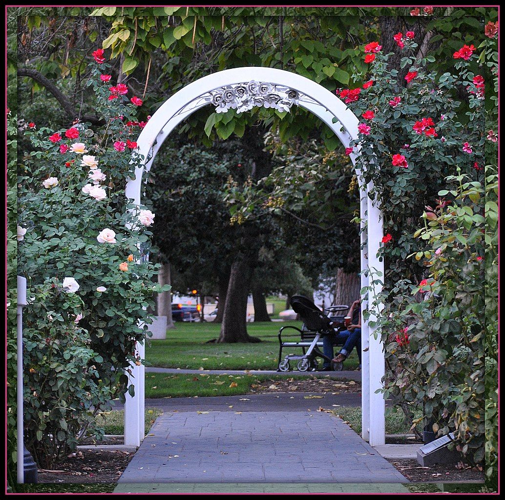 Arched way at University Park World Peace Rose Garden