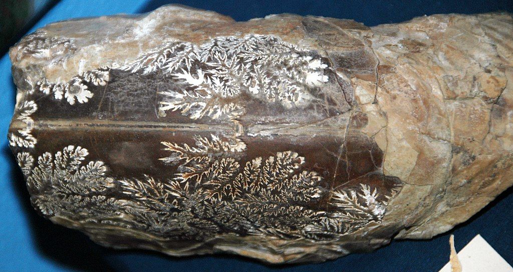 Fossils at University of Wyoming Geological Museum