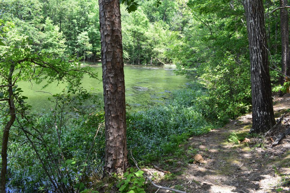 Scenic view of Uwharrie National Forest