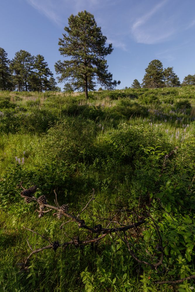 Scenic view of Albany Pine Bush Preserve