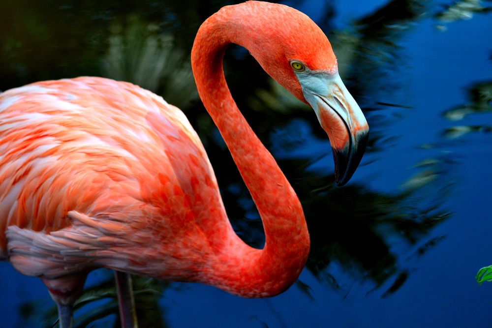 Flamingos up Close at Flamingo Gardens