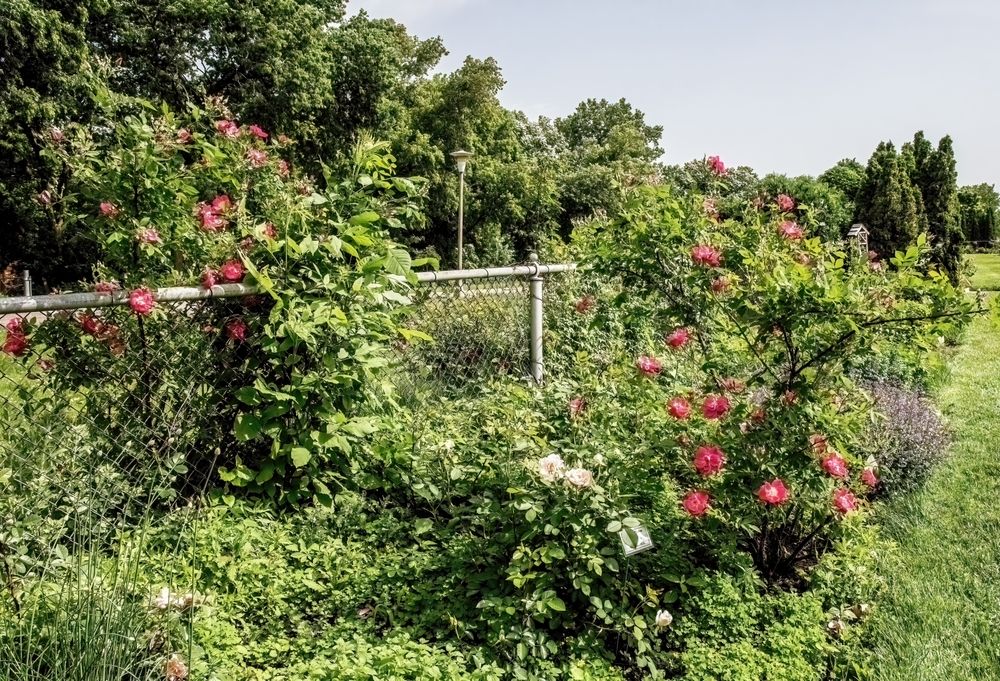 Flowers of Lyndale Park Gardens