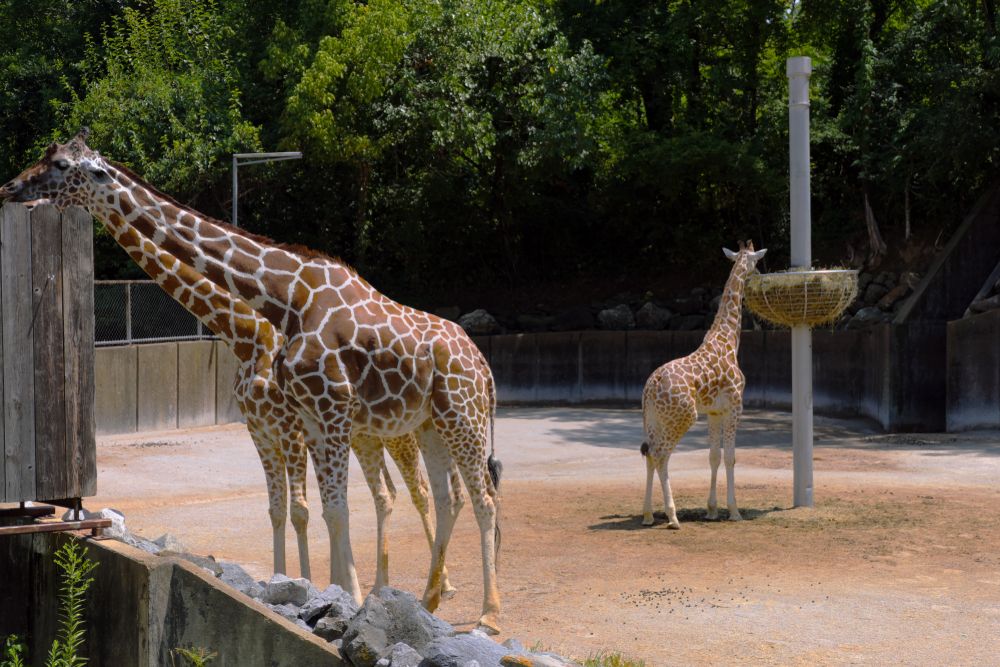 View of Memphis Zoo