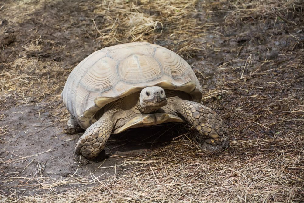 A turtle at National Butterfly Center