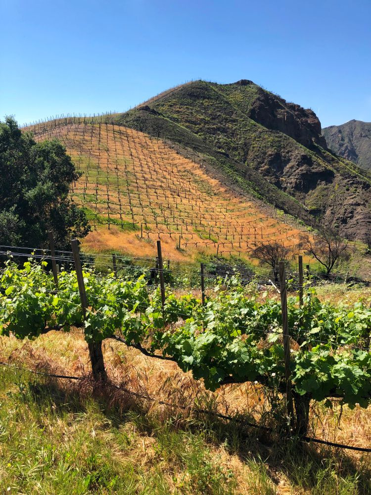 Vineyard at Malibu