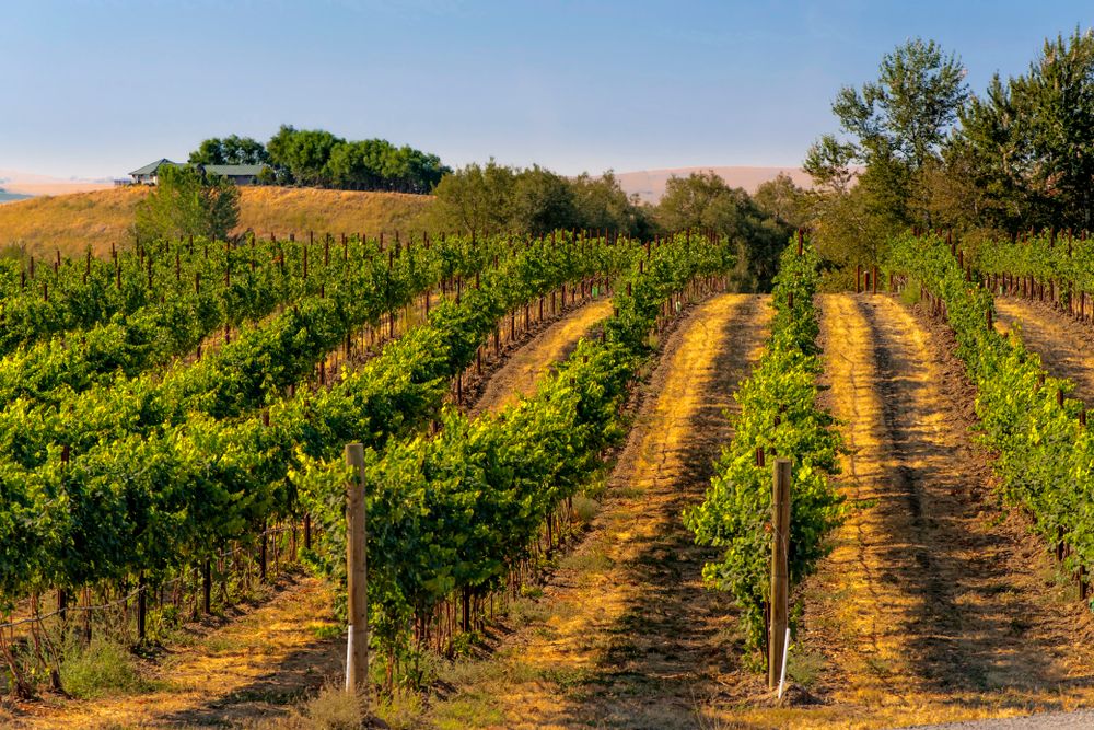 Vineyards in Walla Walla