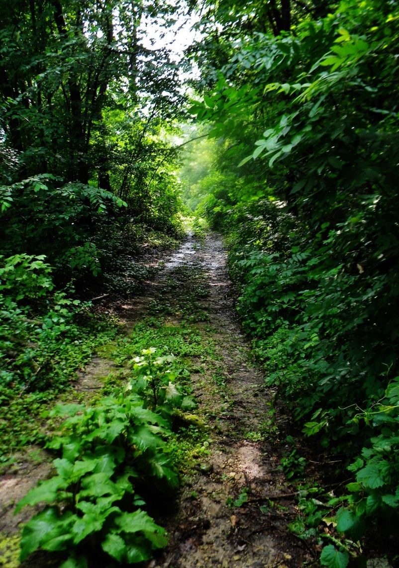 Nature trail at Wabasha
