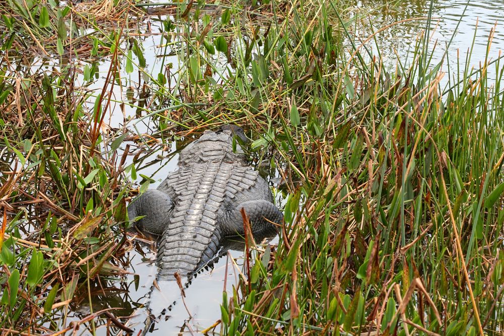 Alligator at Wakodahatchee Wetlands