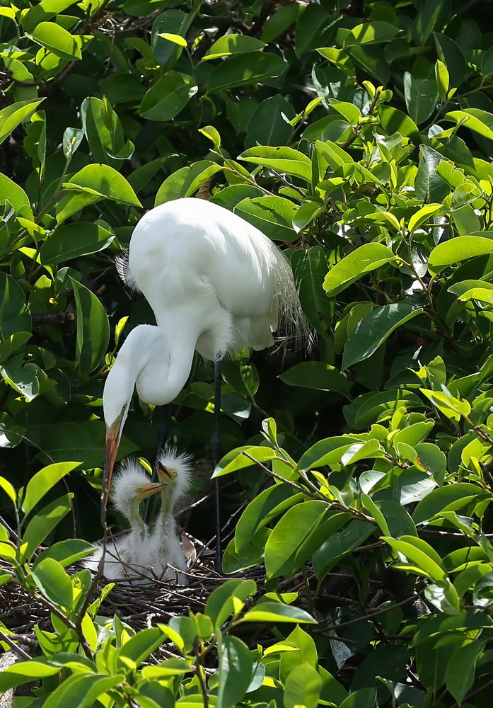 An egret feeding her babies at Wakodahatchee Wetlands