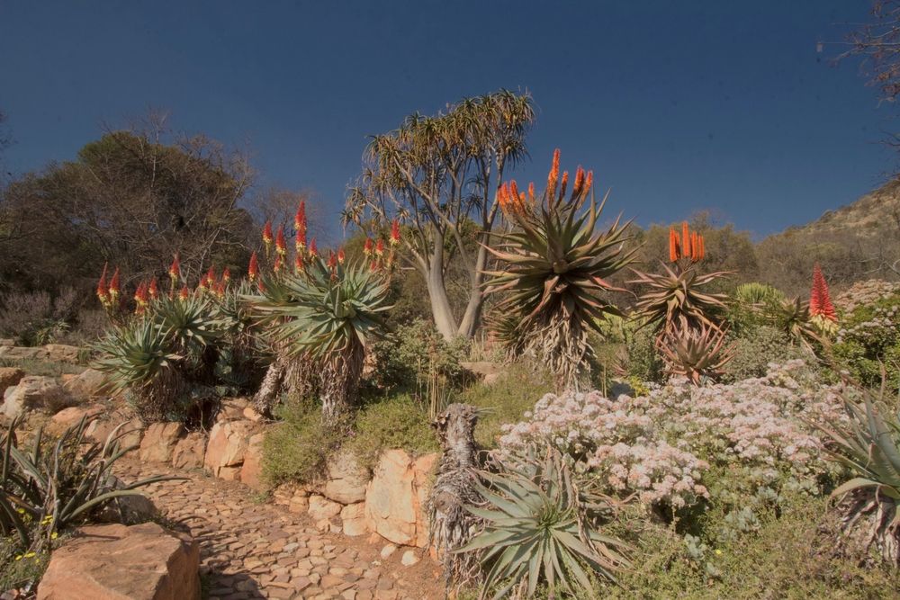 Stone path with succulents on both the sides at Walter Sisulu National Botanical Gardens
