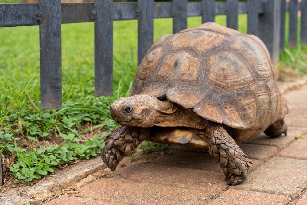 Tortoise walking on a walkpath at Dylan Barnes