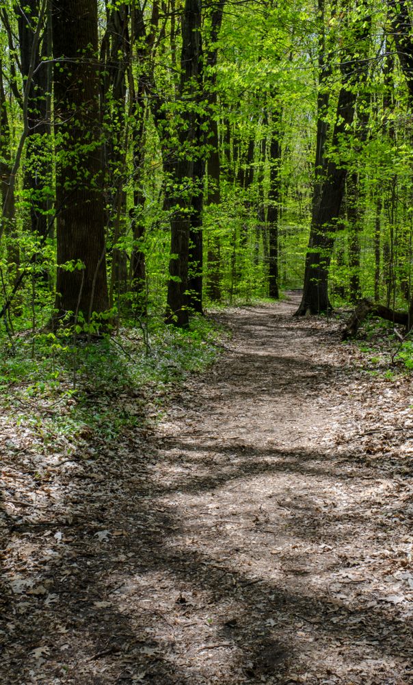 Hiking trail at Warren Woods State Park