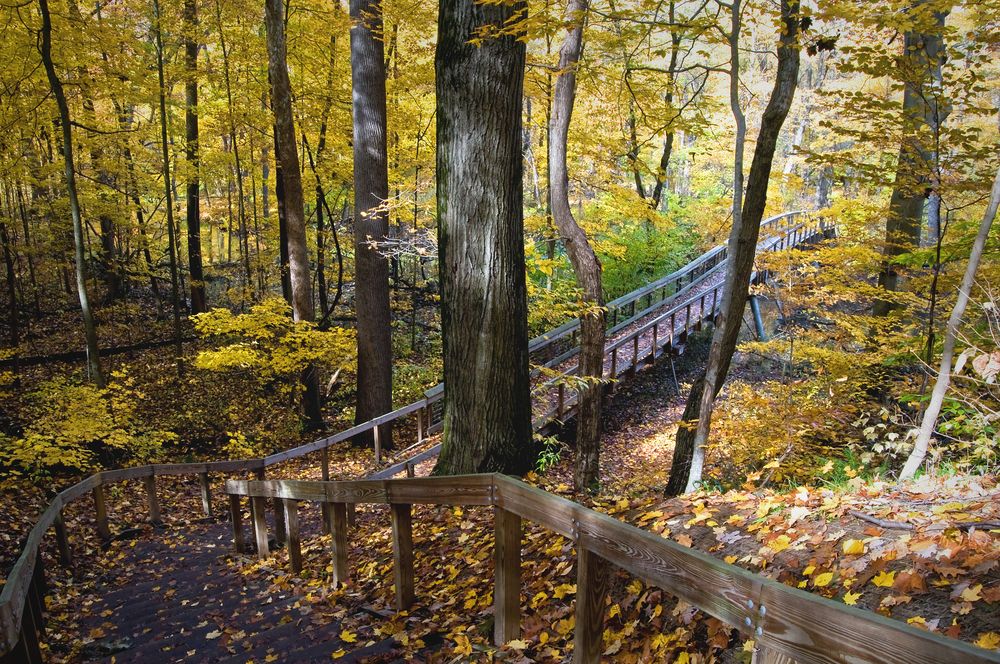 A long boardwalk at Warren Woods State Park
