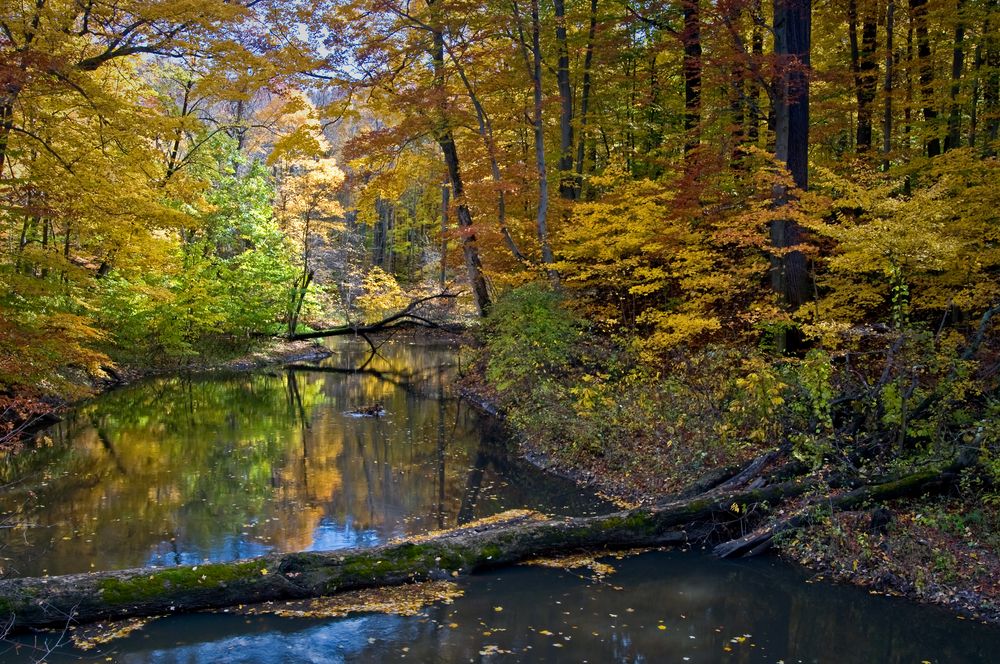 Warren Woods State Park during autumn