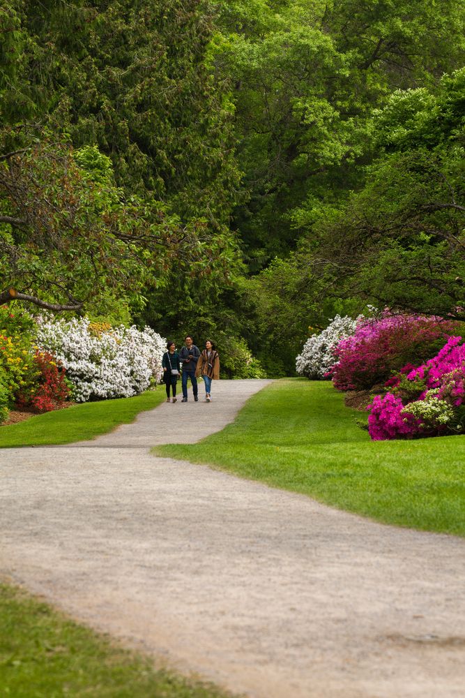 People strolling around the Washington Park Arboretum