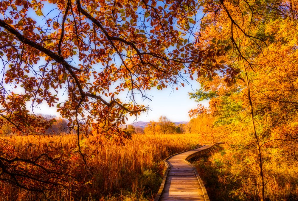 Boardwalk at Wawayanda State Park