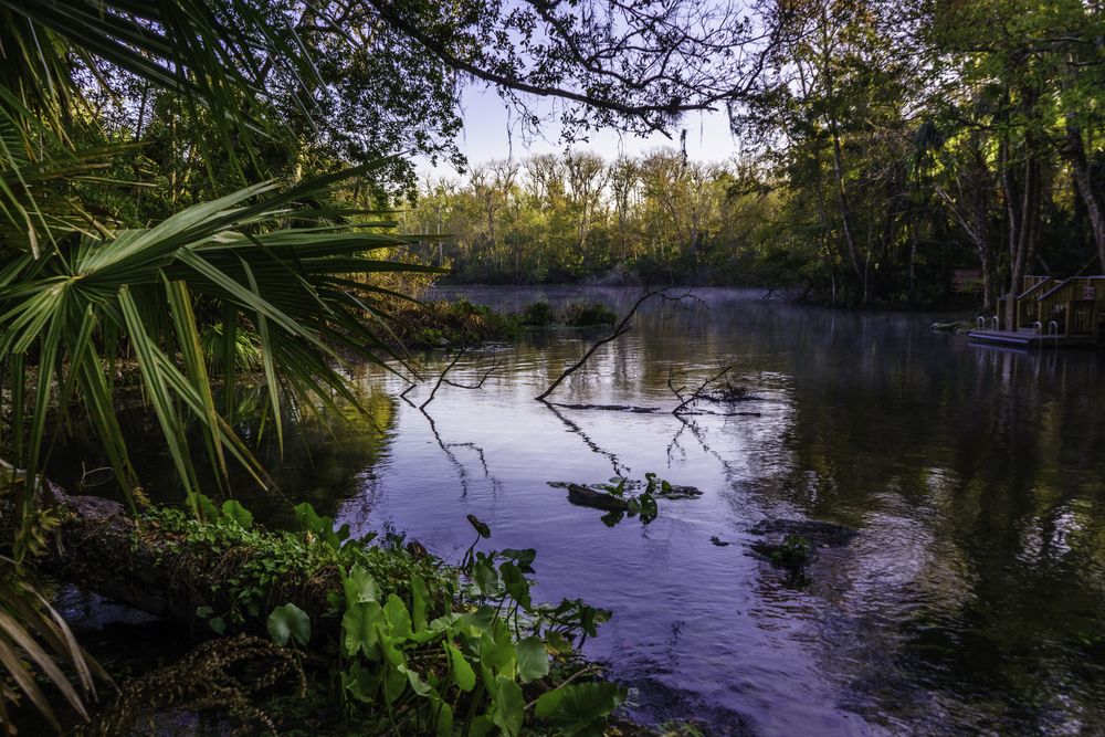 Plants at Wekiwa Springs State Park