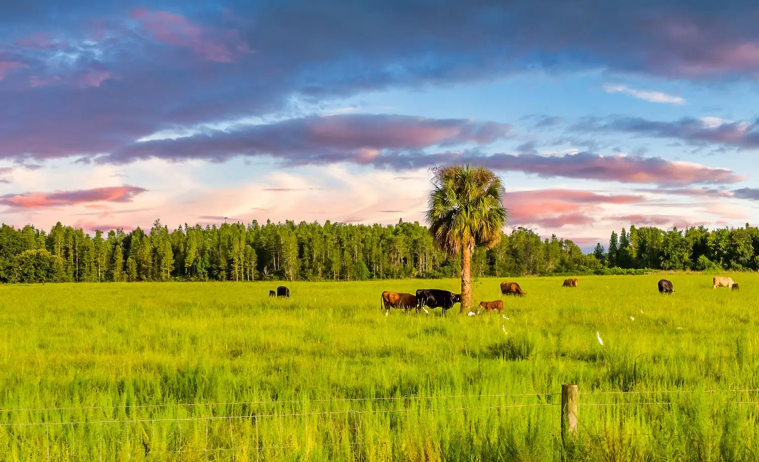 20 Best Things to Do in Wesley Chapel, FL