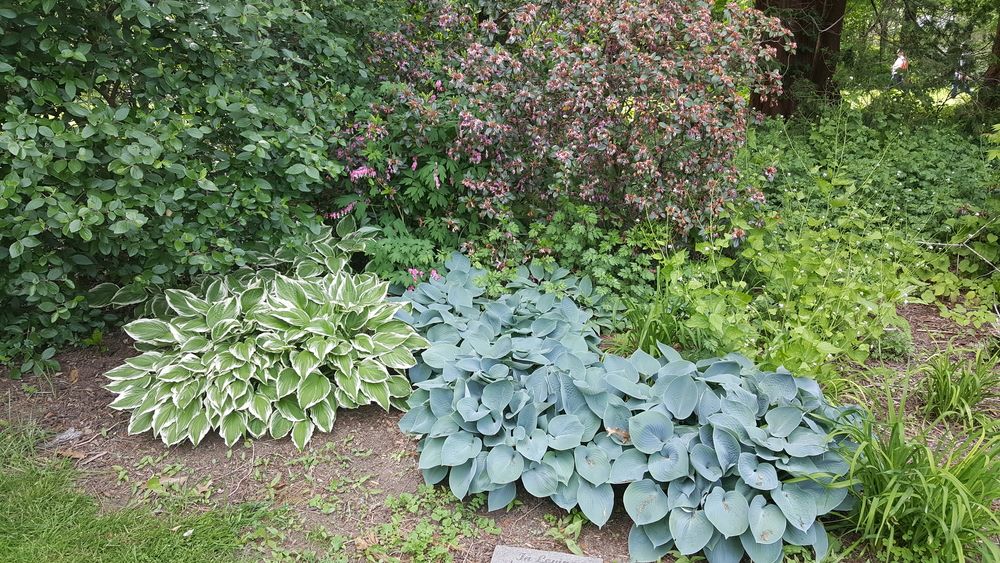 Different types of plants at West Hartford Reservoir